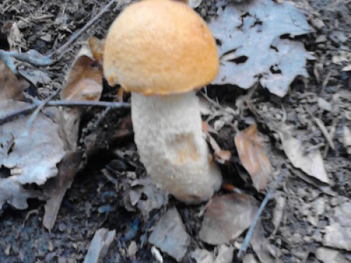 Tara, mountain, mushrooms, ski,fish - Gallery - 10