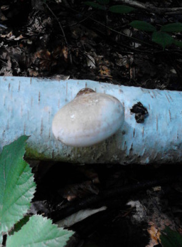 Tara, mountain, mushrooms, ski,fish - Gallery - 8